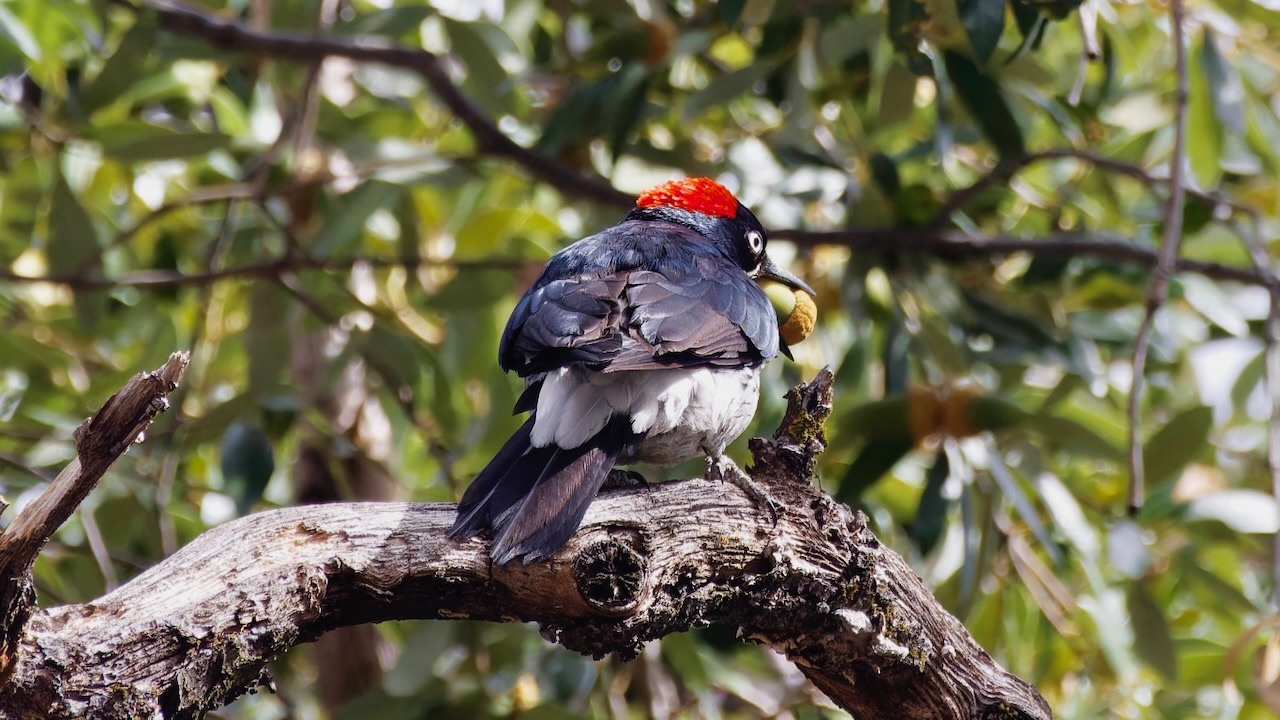 Acorn Woodpecker