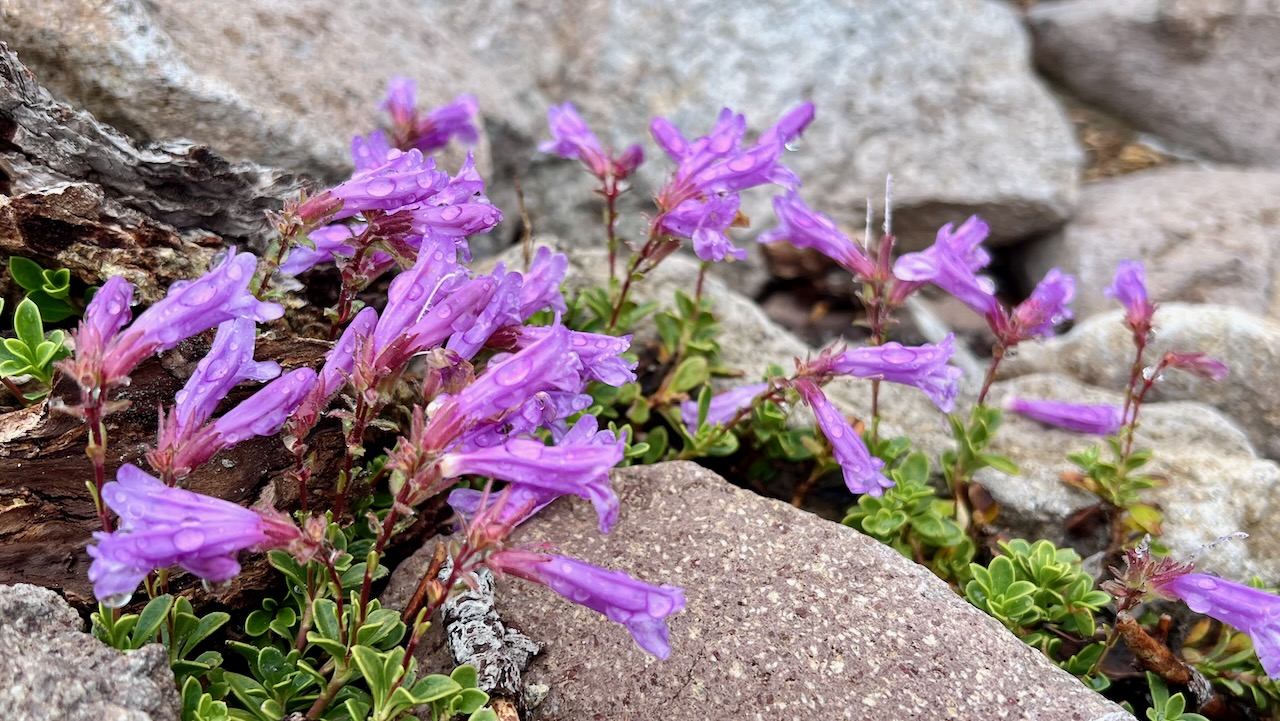 Davidson's penstemon