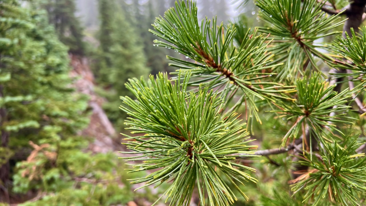 Western White Pine