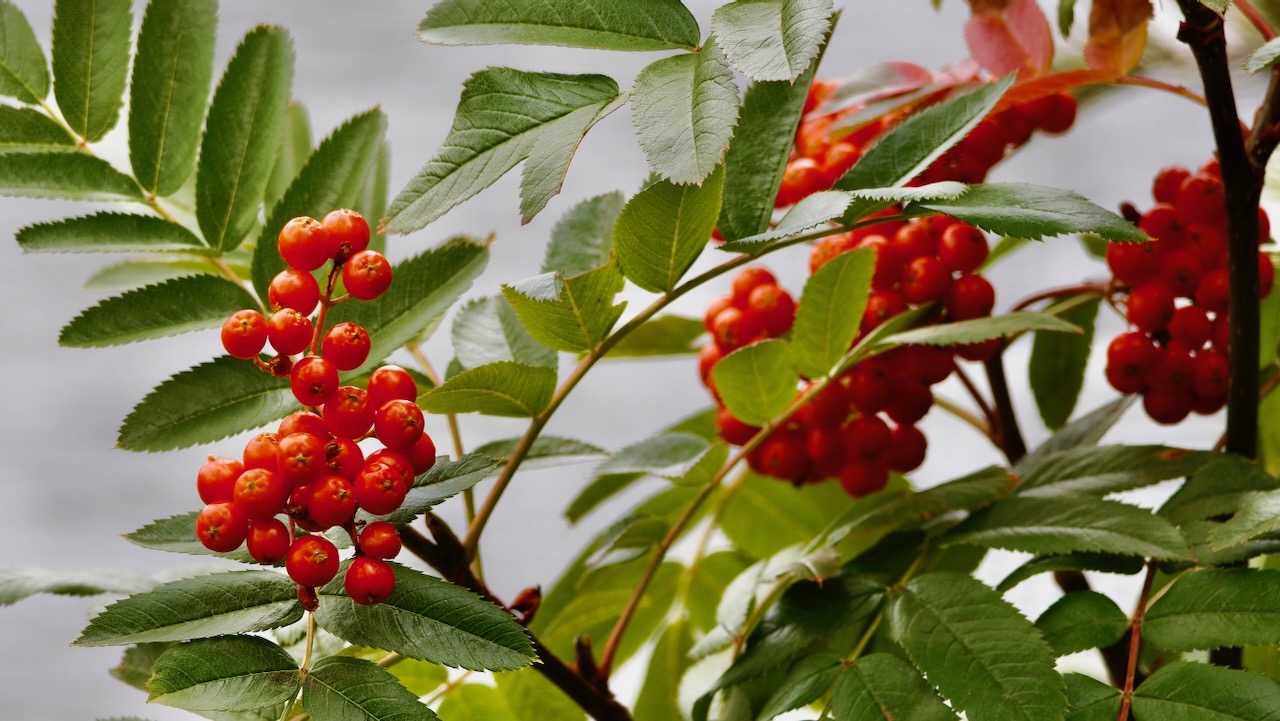 California Rowan