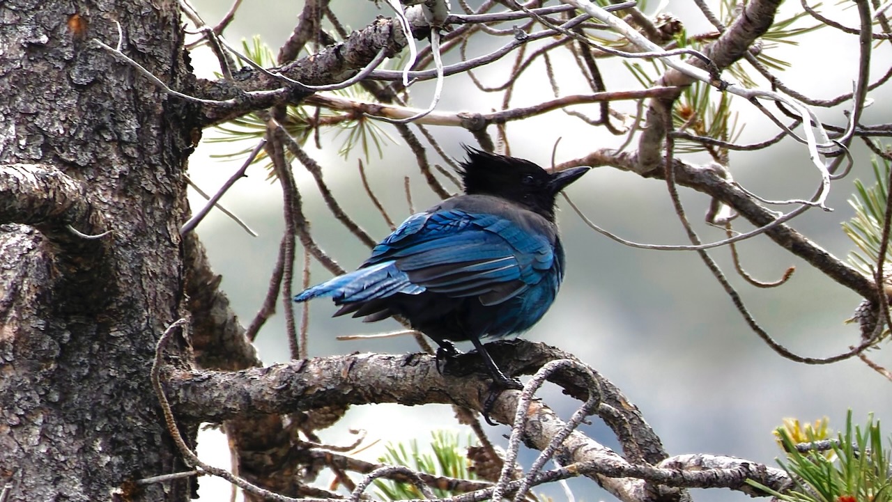 Steller's Jay