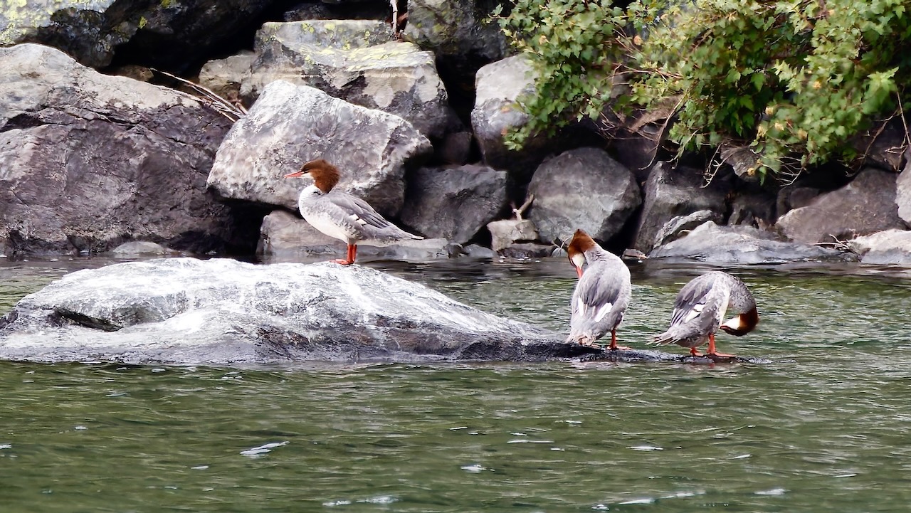 Common Mergansers