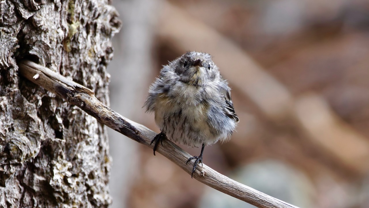 Yellow-rumped Warbler