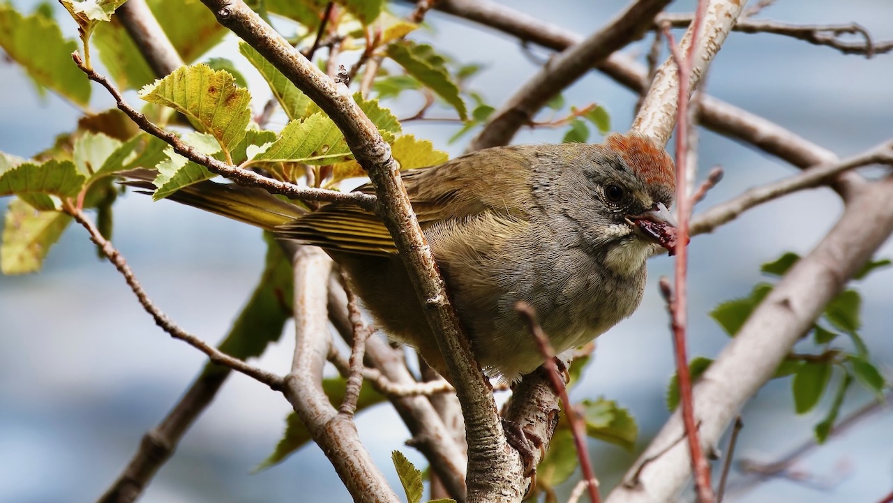 Green Towhee