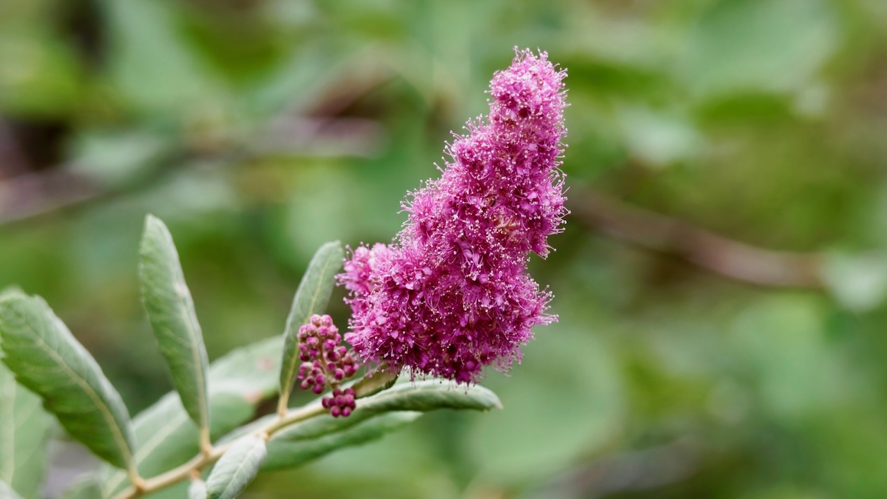 Rose Spirea