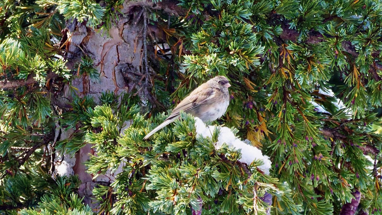 Dark-eyed Junco