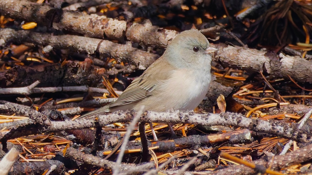 Dark-eyed Junco