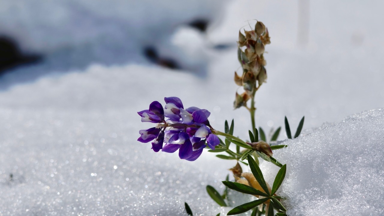 Foothill Lupine