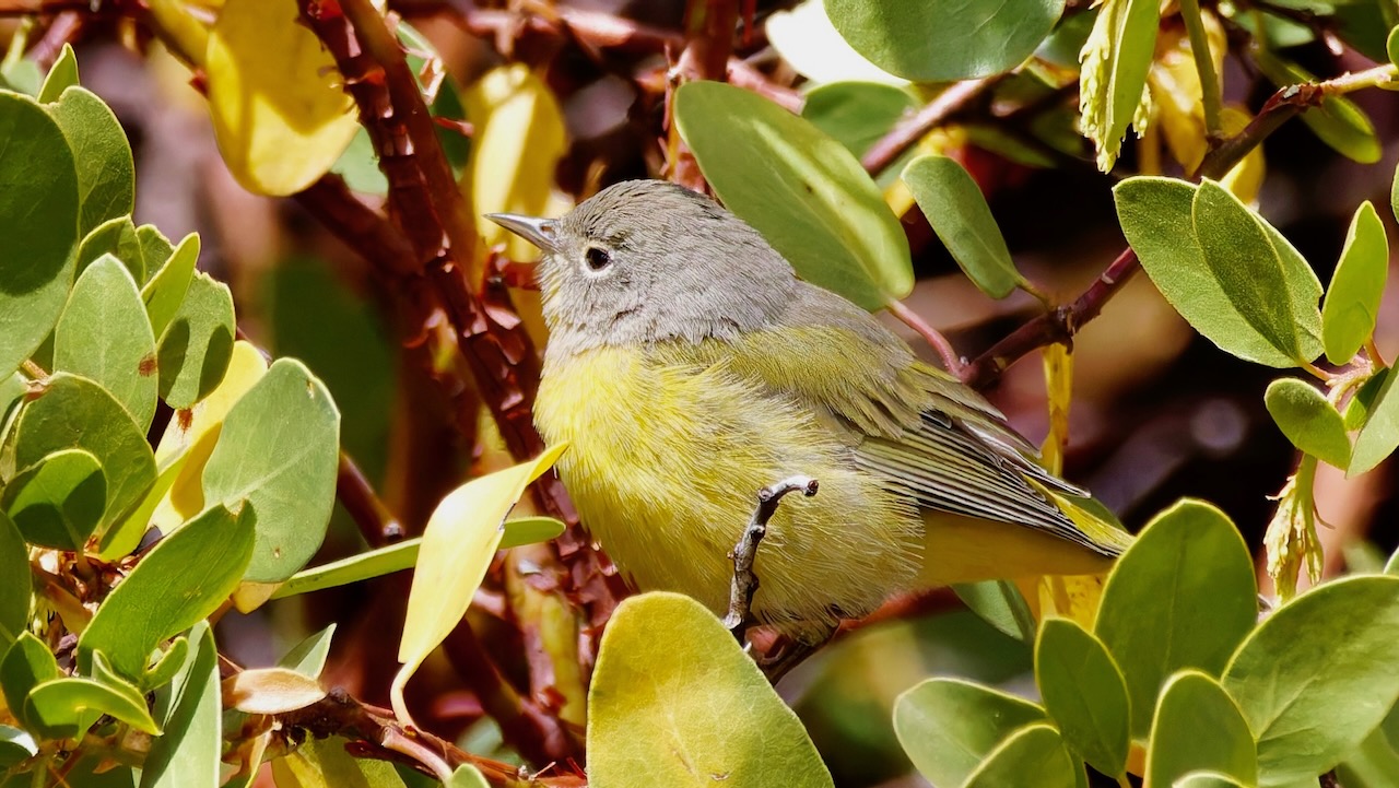 Nashville Warbler