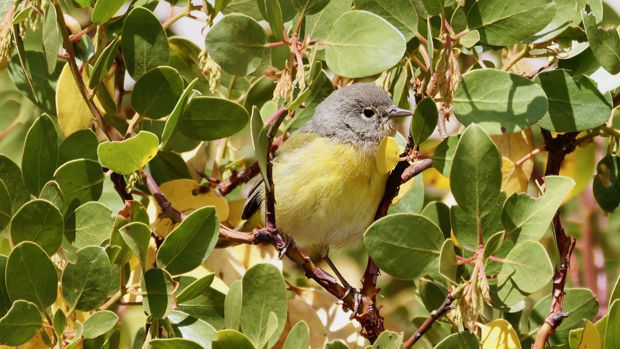 Nashville Warbler