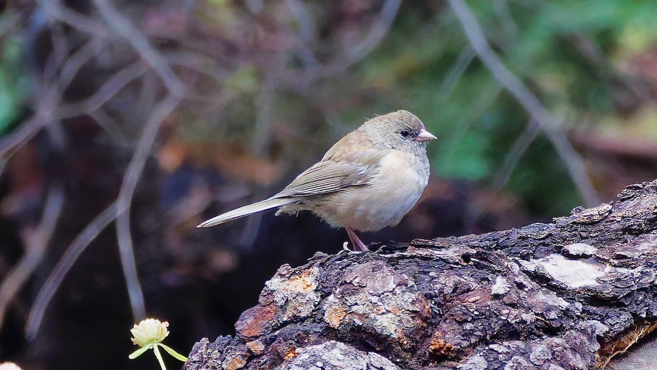 Dark-eyed Junco