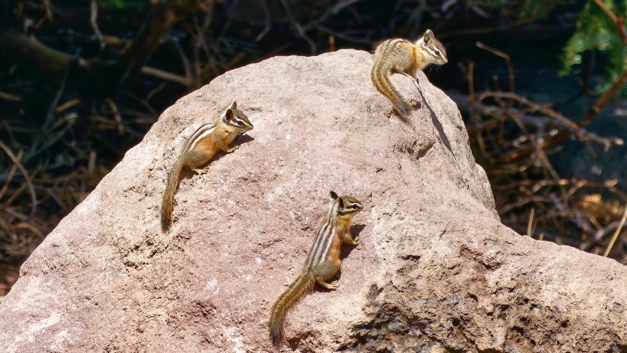 Chipmunks