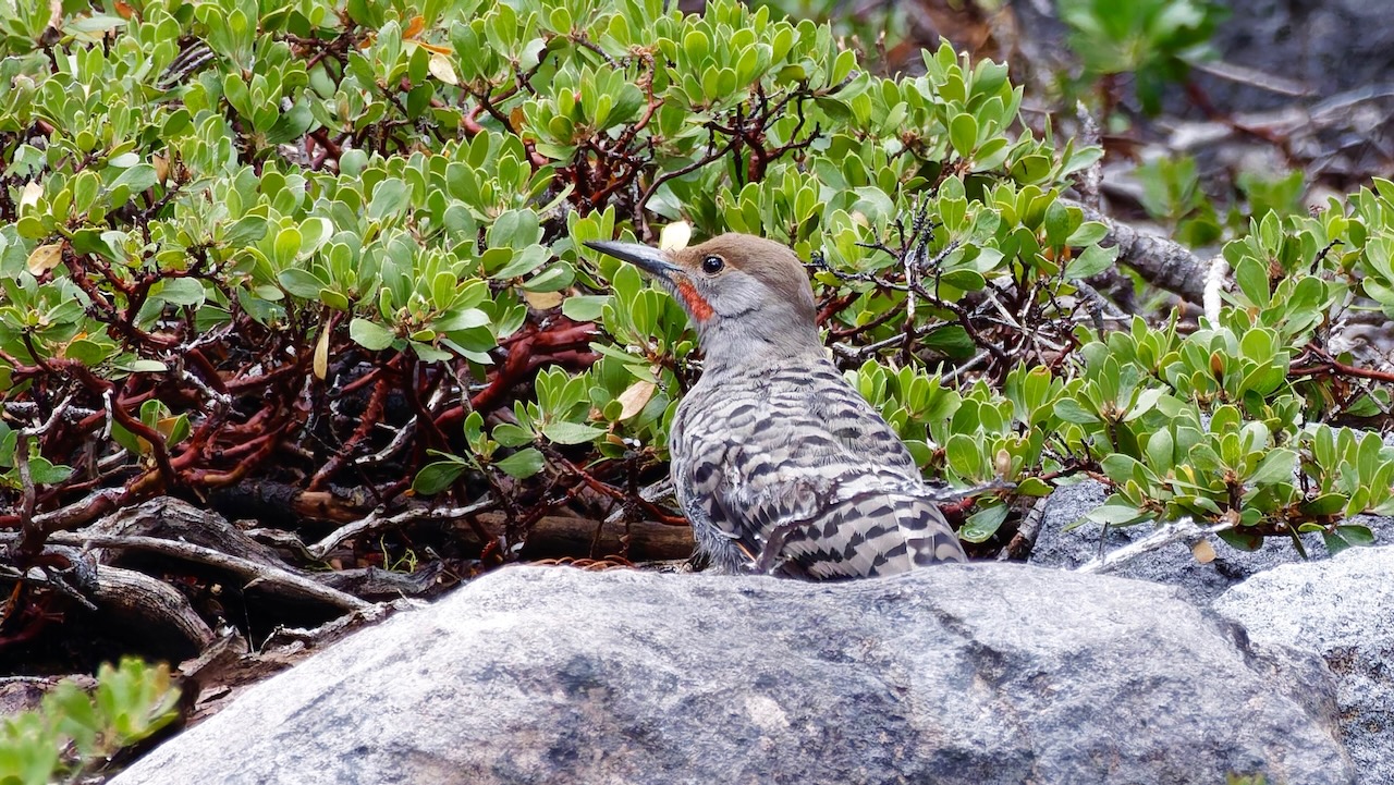 Northern Flicker