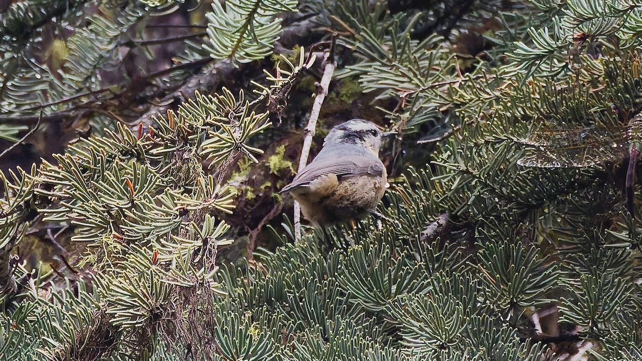 Red-breasted Nuthatch