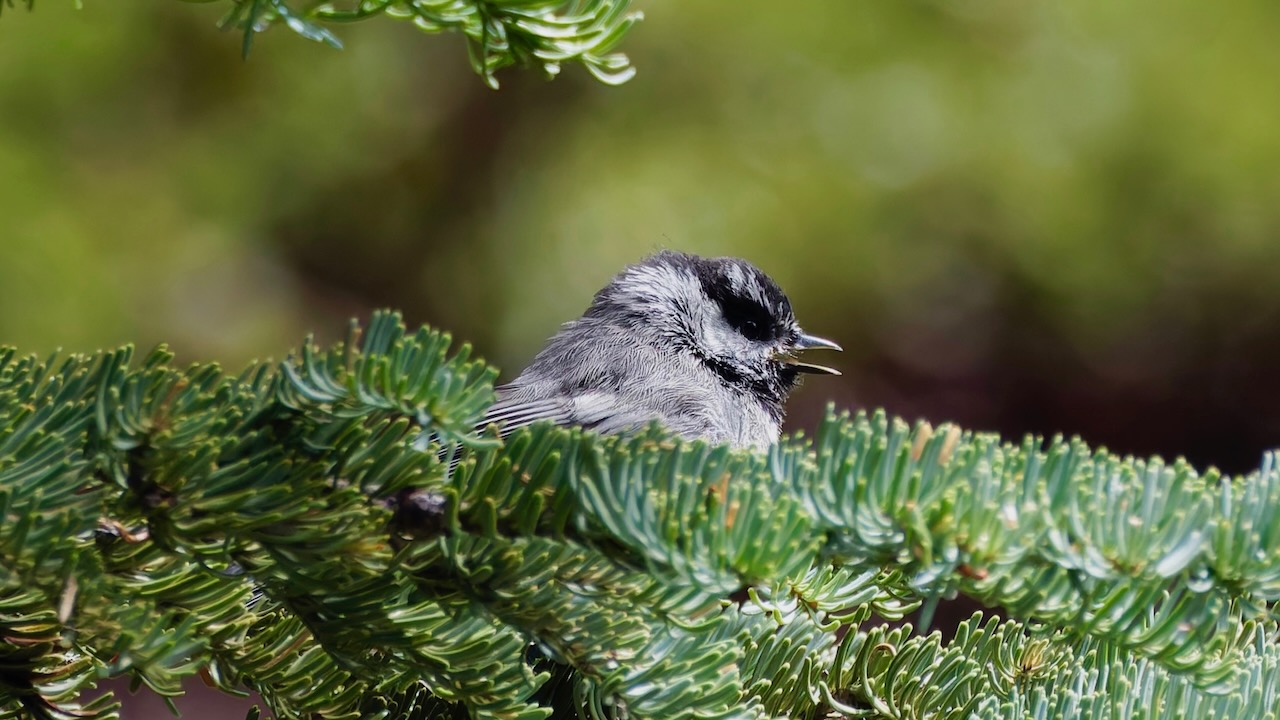 Mountain Chickadee