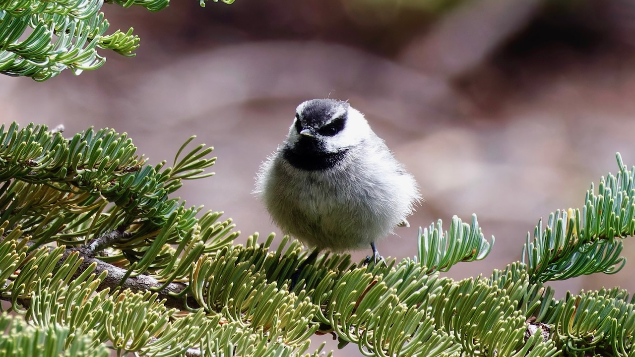 Mountain Chickadee