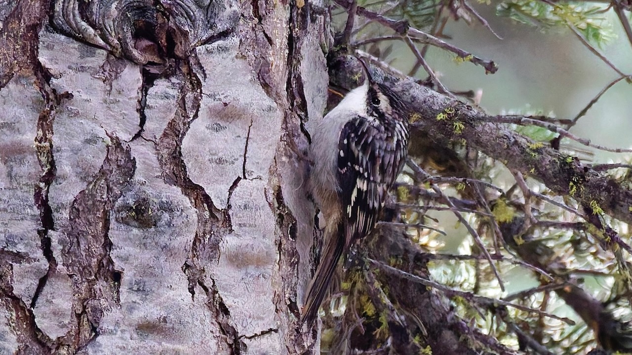 Brown Creeper