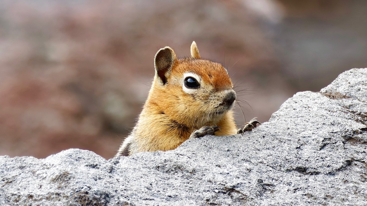 Golden-mantled Ground Squirrel