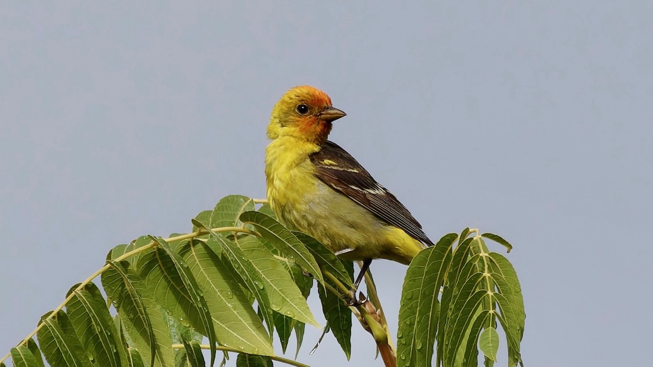 Western Tanager