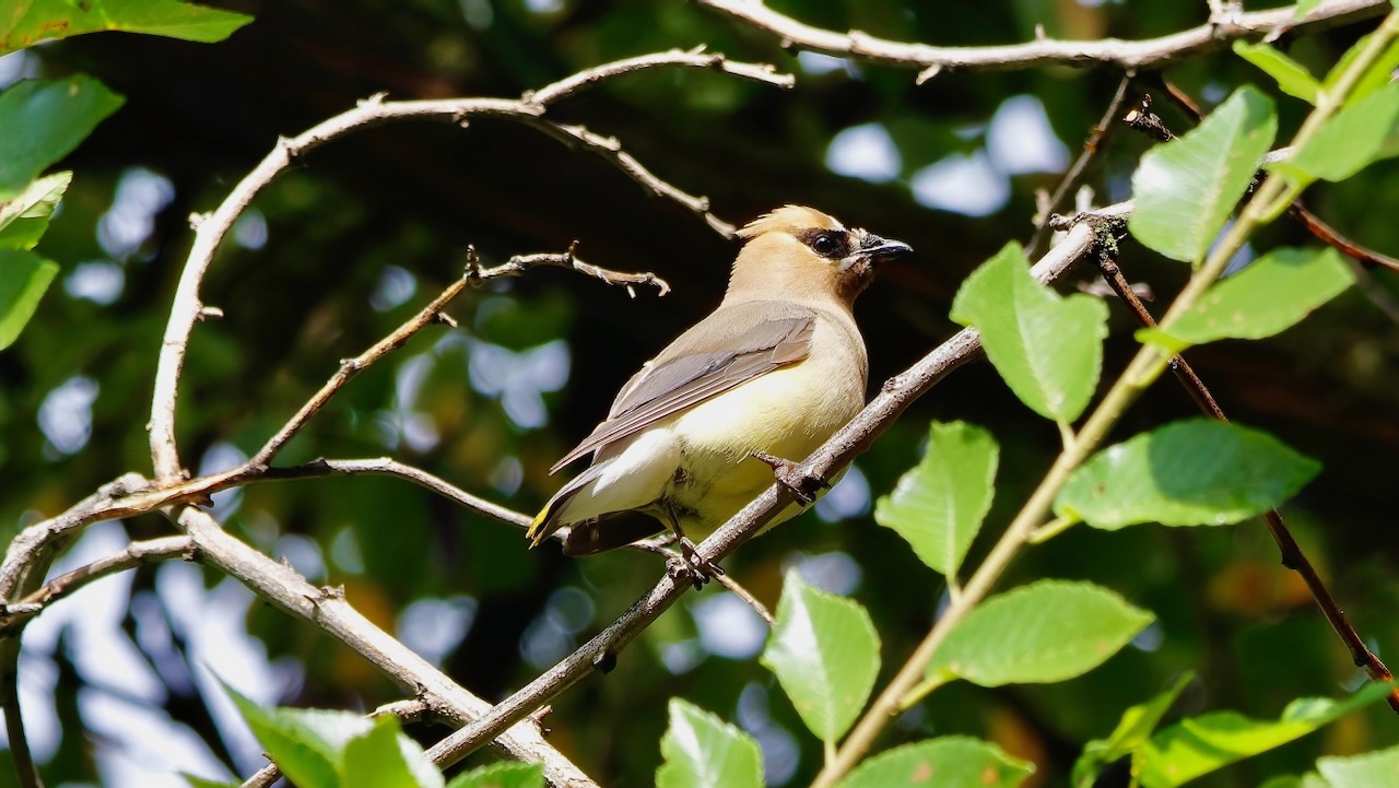 Cedar Waxwing