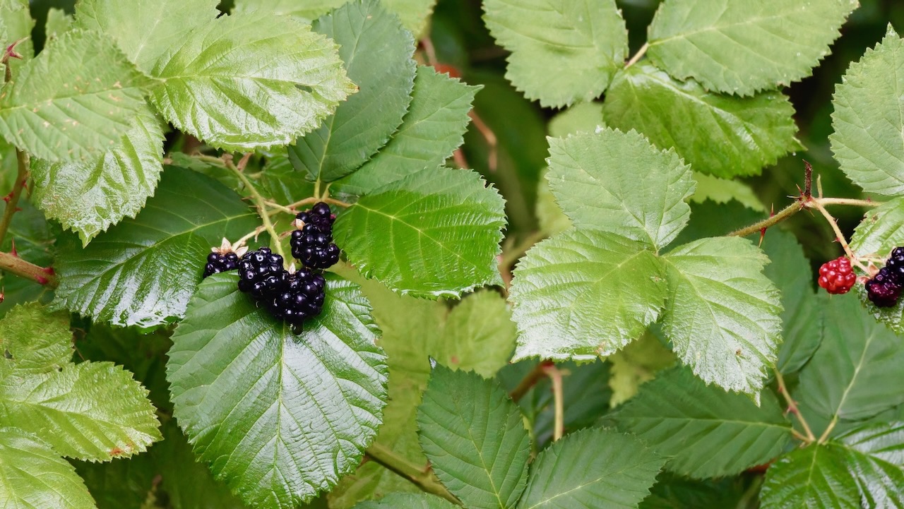 Berries