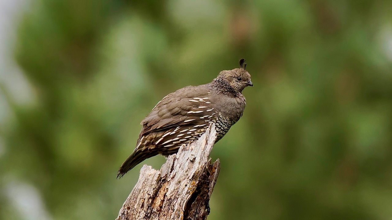 California Quail