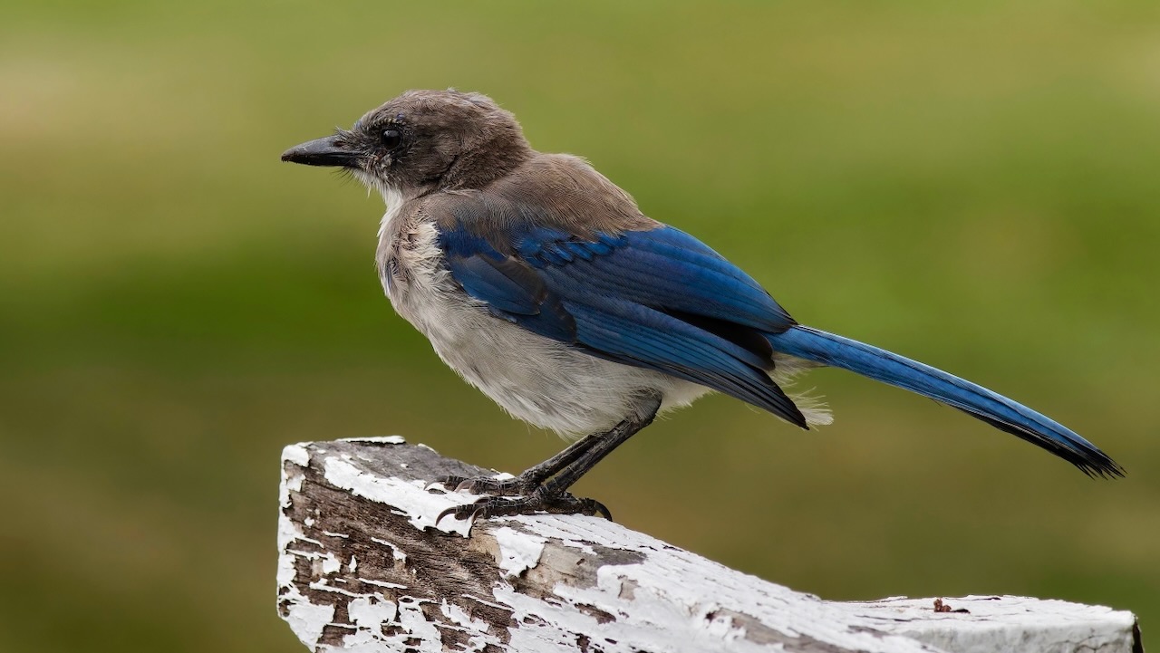 California Scrub-jay