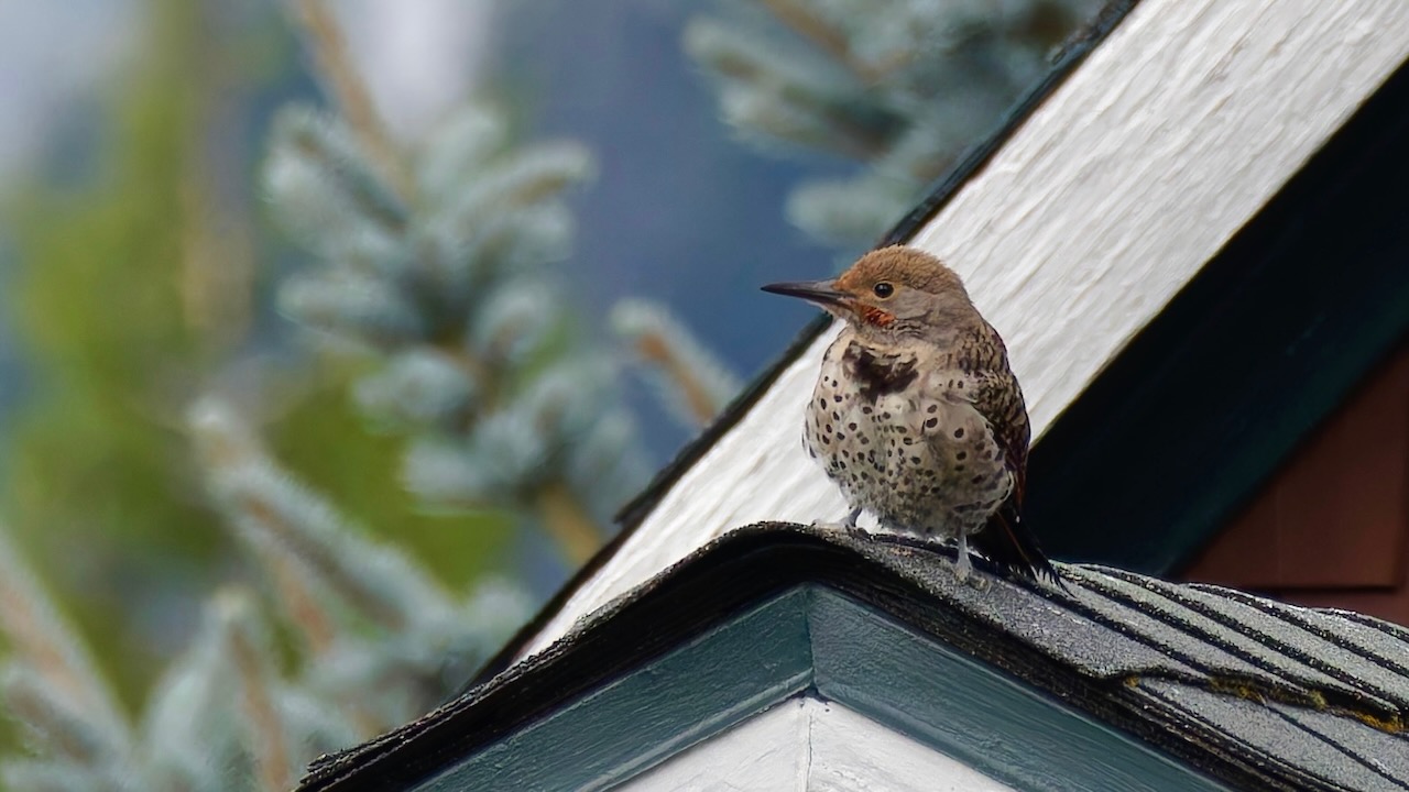 Northern Flicker