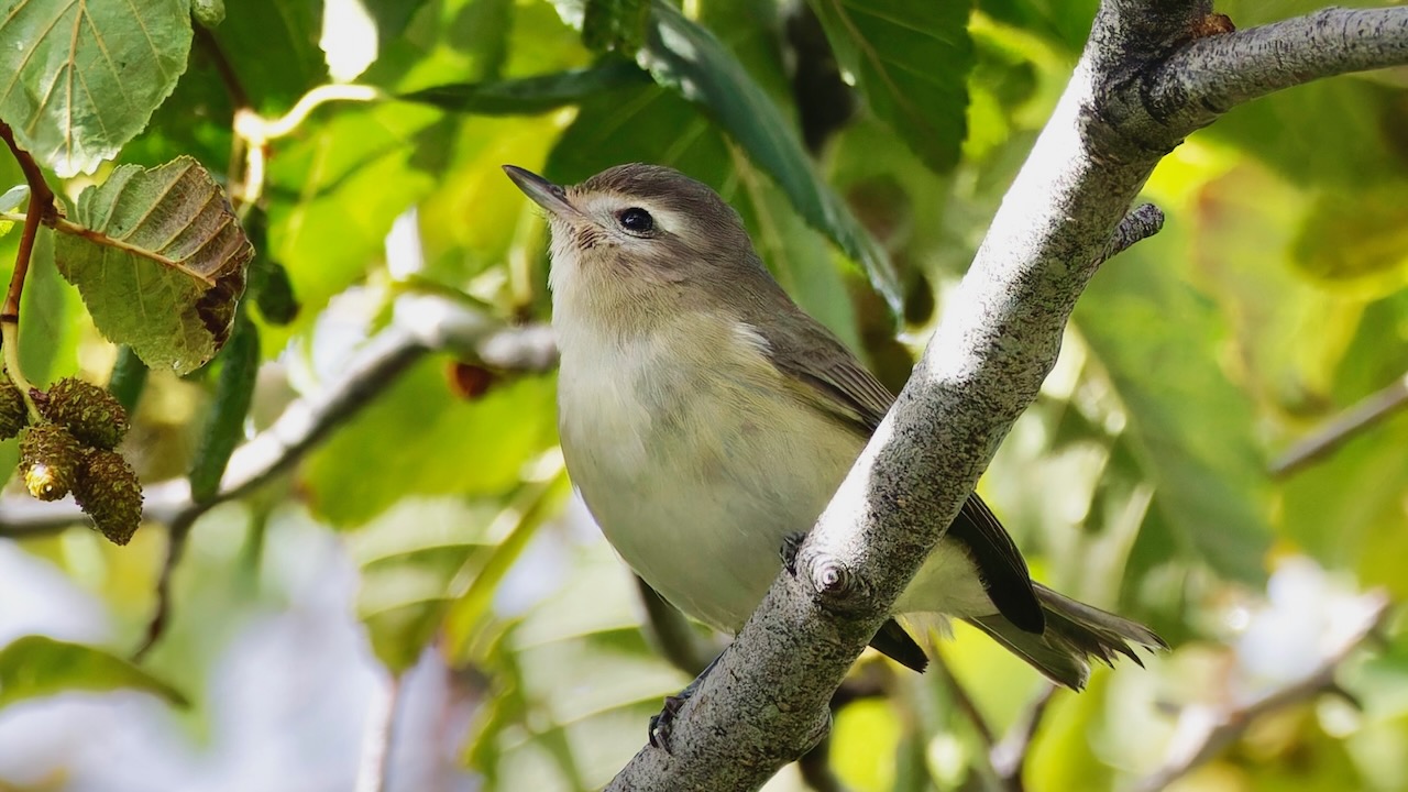 Warbling Vireo