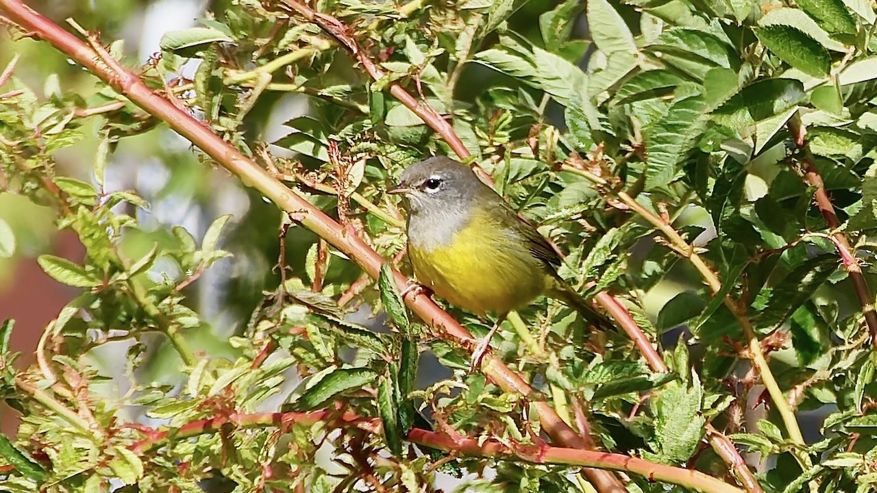 MacGillivray's Warbler