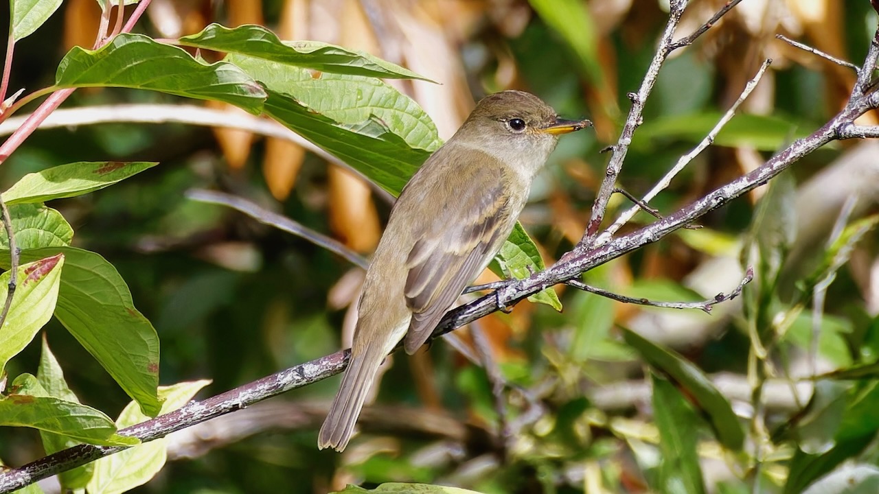 Willow Flycatcher