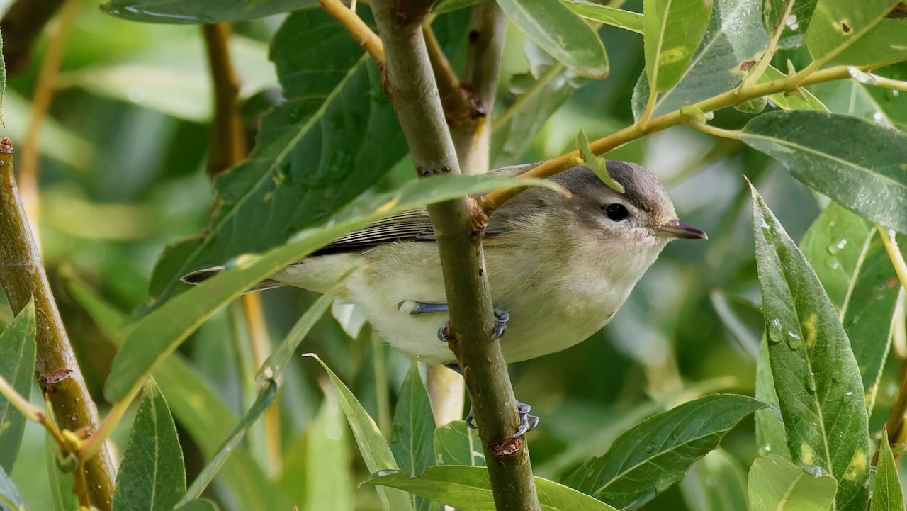 Warbling Vireo