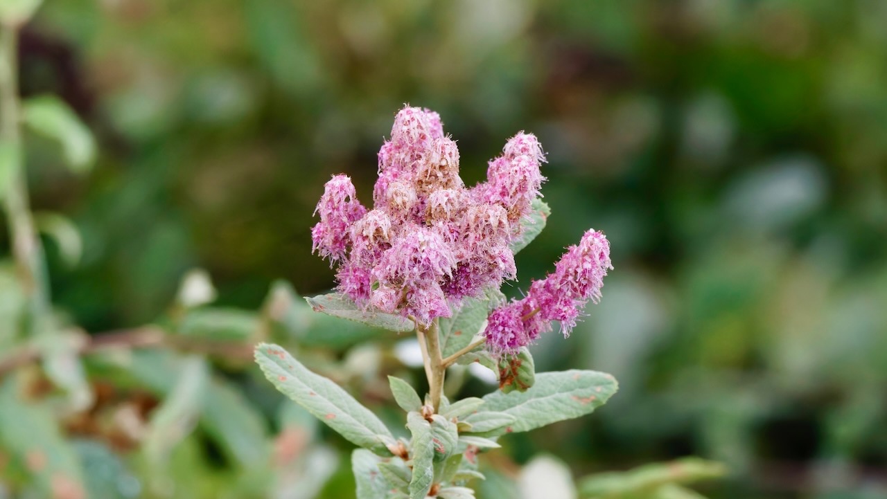 Rose Spirea