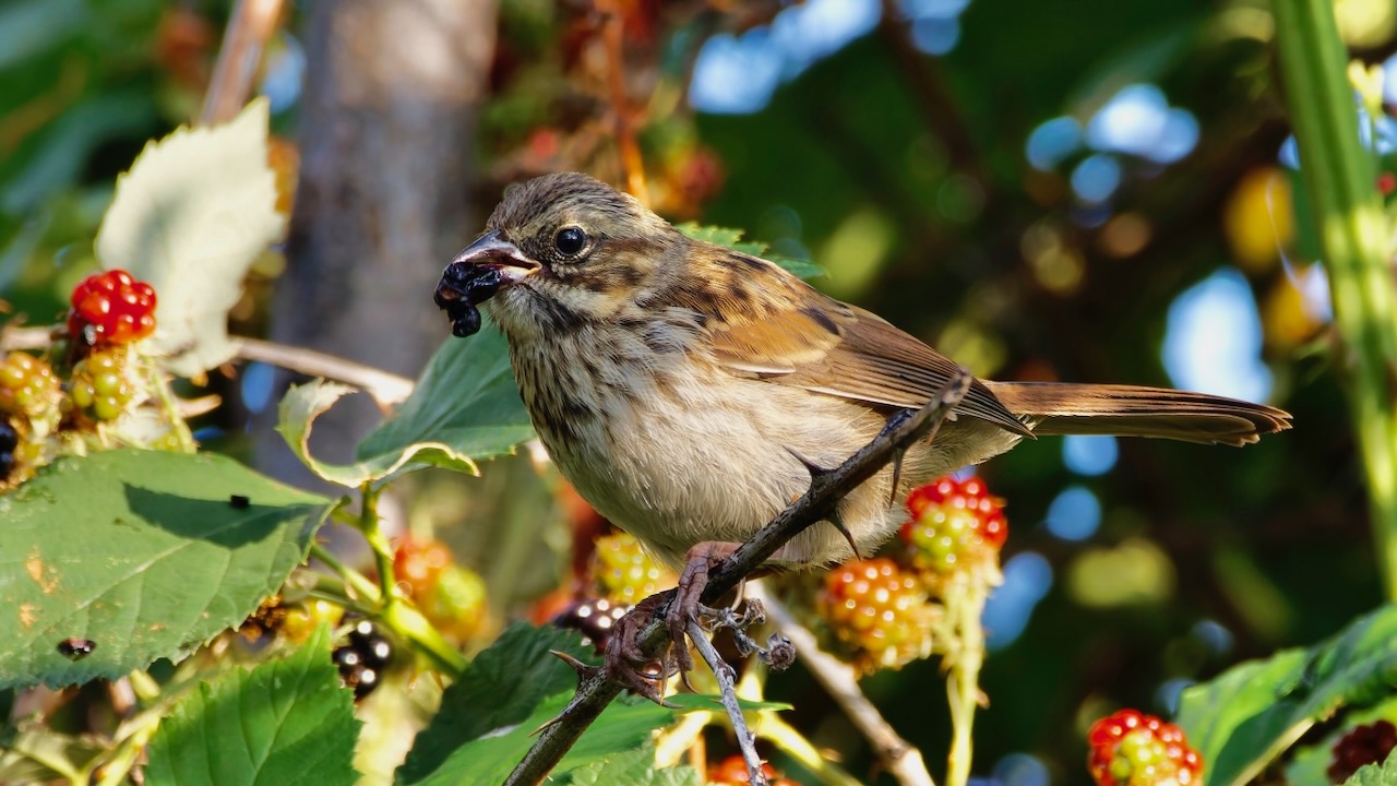 Song Sparrow