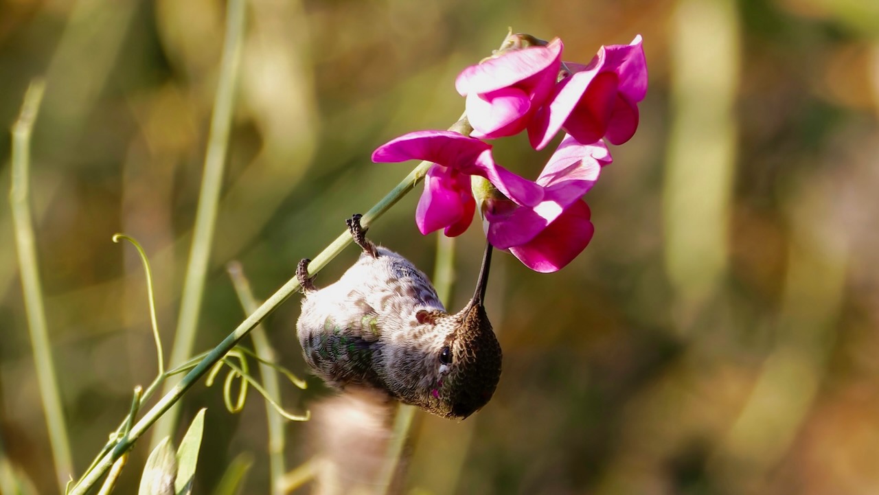 Anna's Hummingbird