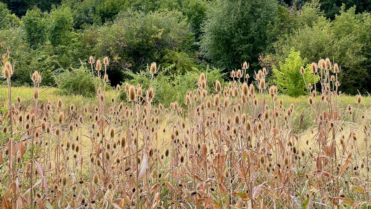 Common Teasel