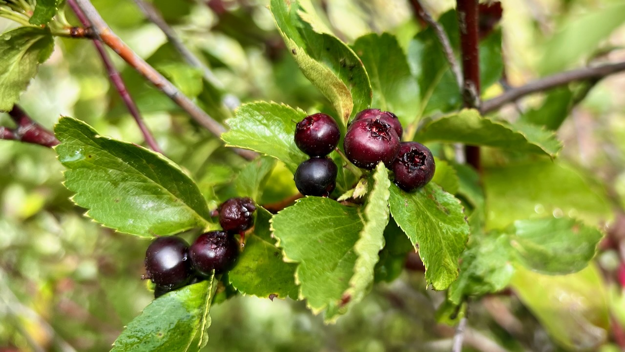 Black Hawthorn