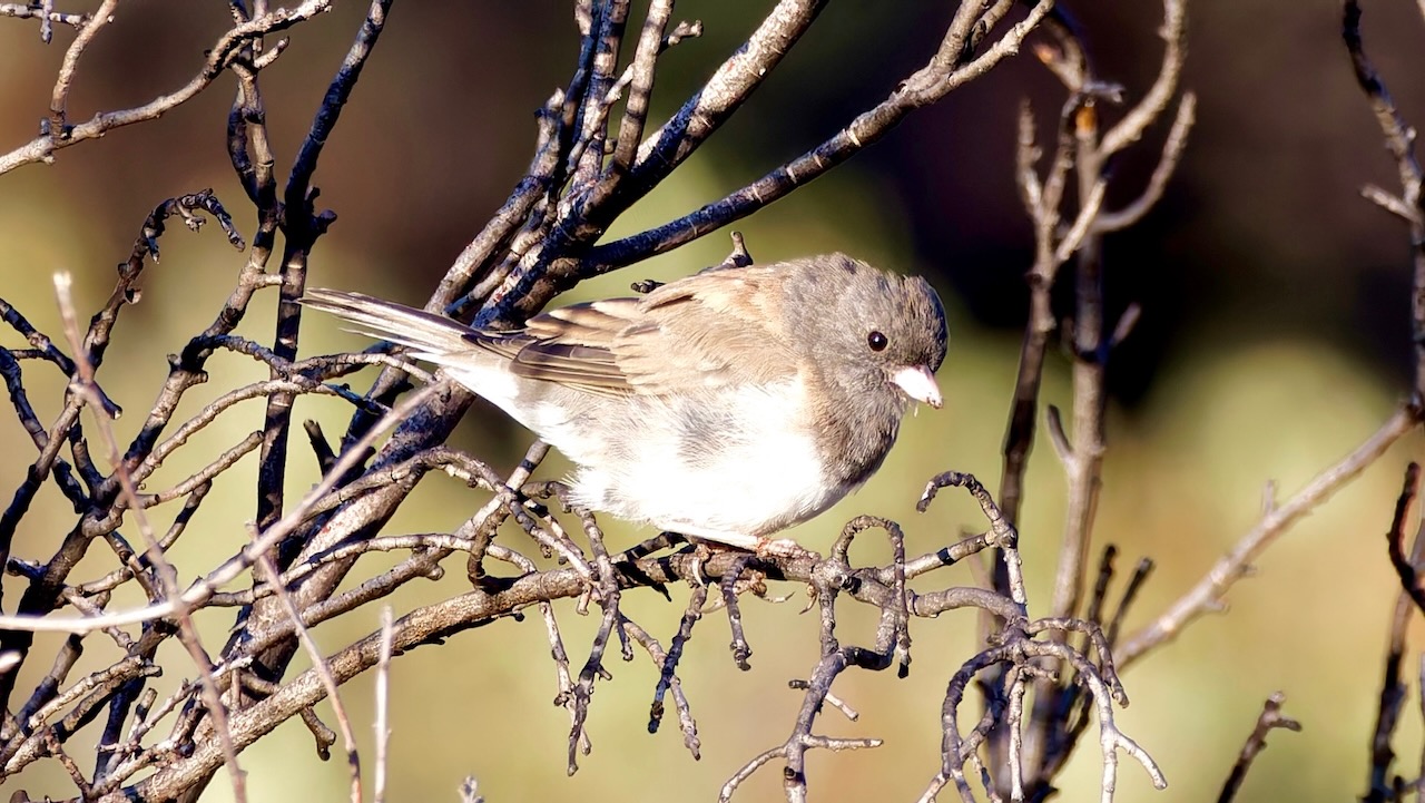 Dark-eyed Junco