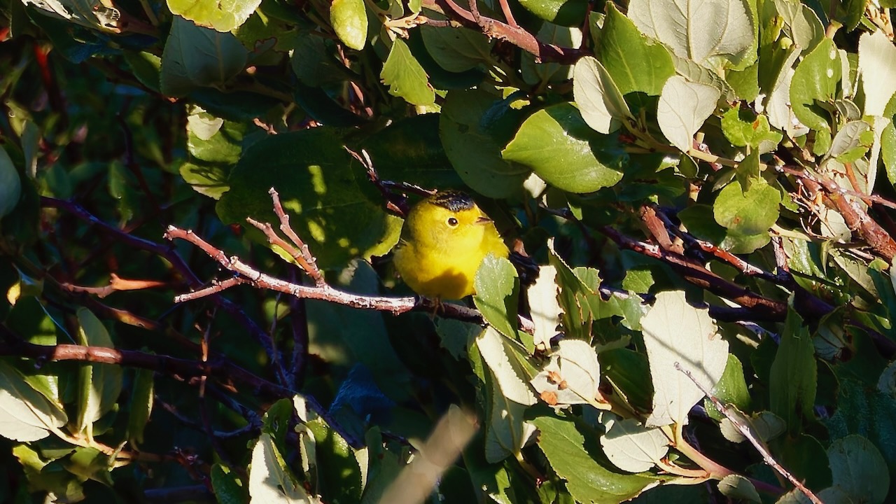 Wilson's Warbler