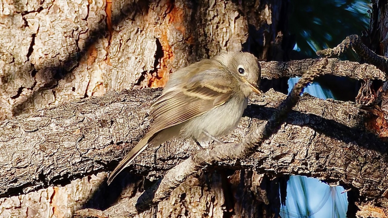 Dusky Flycatcher