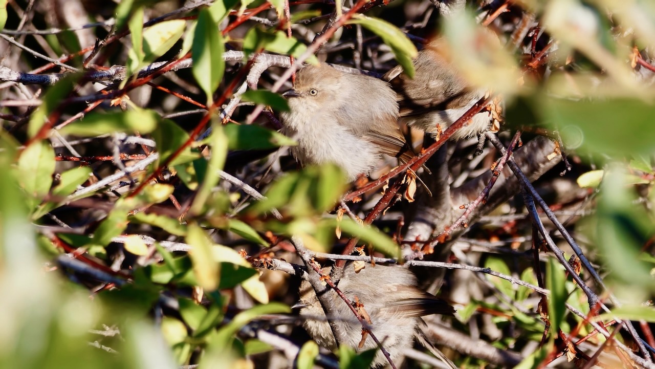 Bushtits