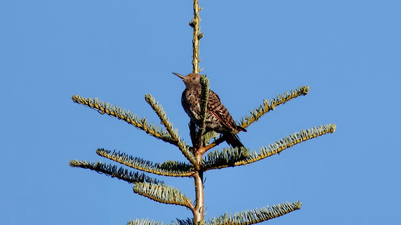 Northern Flicker