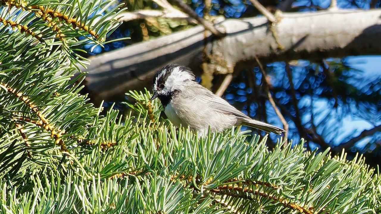 Mountain Chickadee