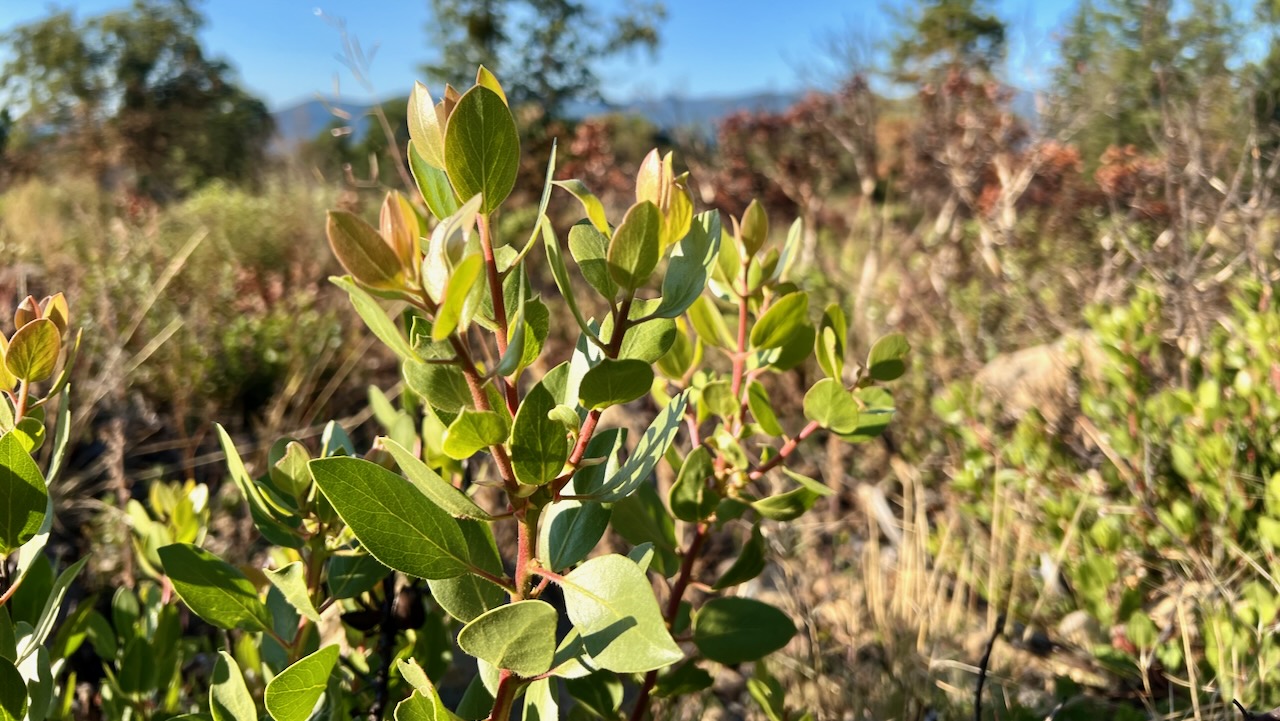 Green-leaf Manzanita