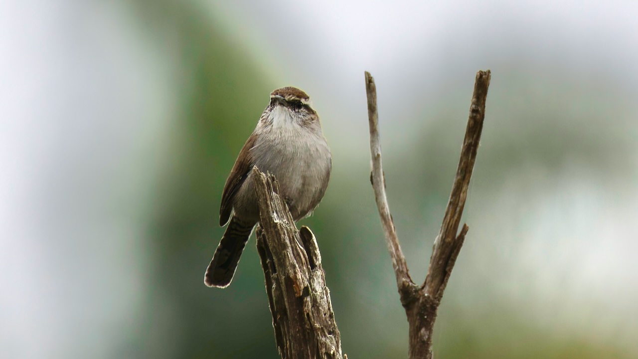 Bewick's Wren