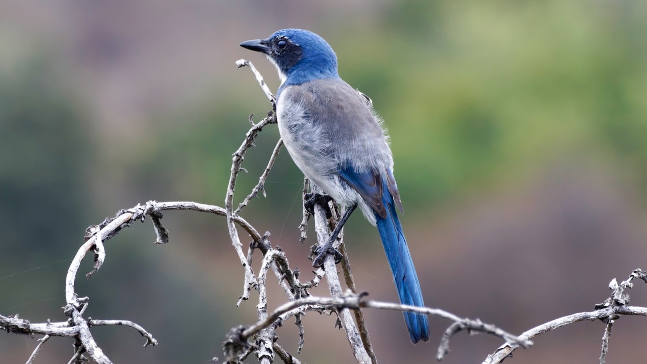 California Scrub-jay