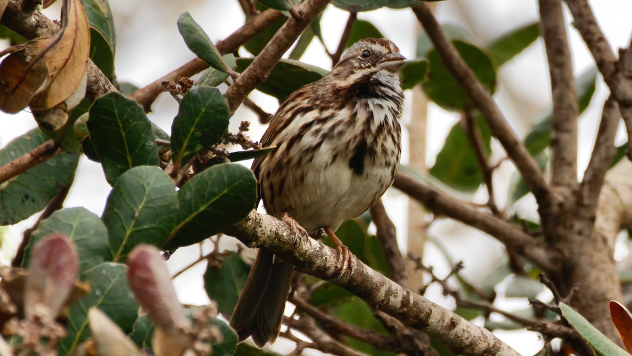 House Sparrow