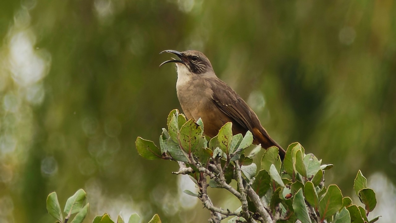 California Thrasher