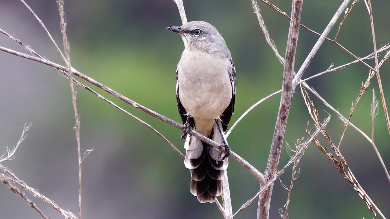 Northern Mockingbird