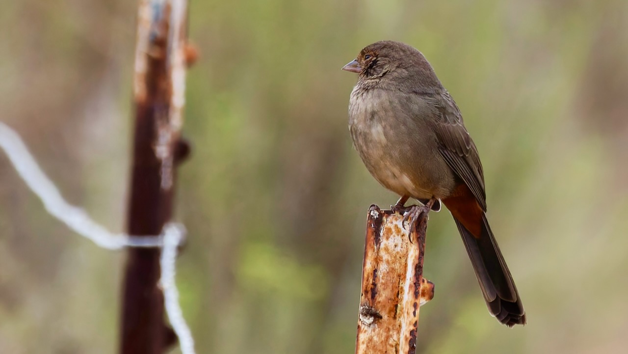 California Towhee